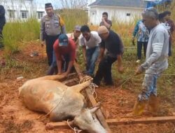 POLRES LABUSEL LAKSANAKAN PEMOTONGAN HEWAN KURBAN